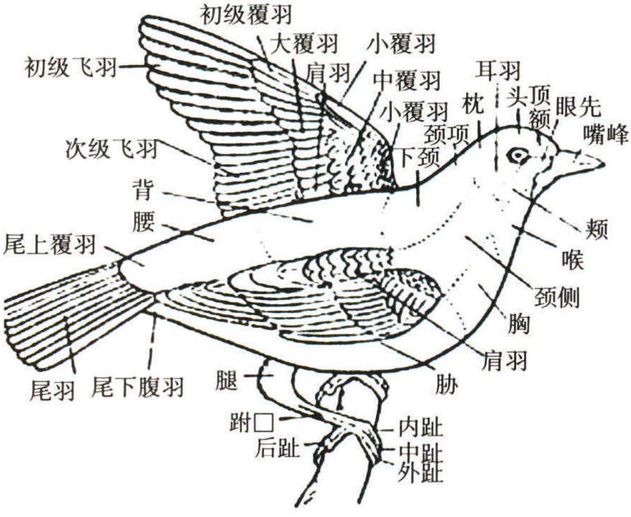 鸟类主要特征